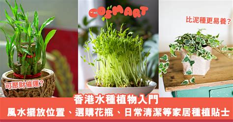 辦公室水種植物風水|【辦公室水種植物風水】辦公室水種植物風水大解析！。